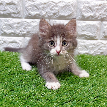 animal_image