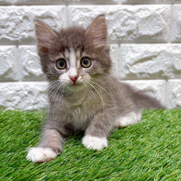 animal_image