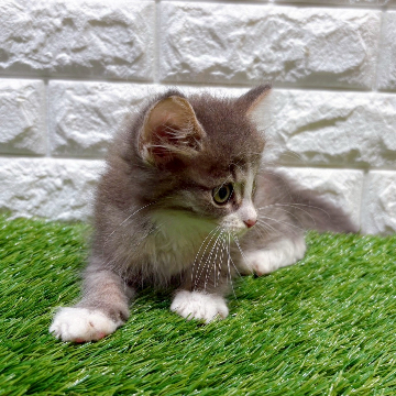 animal_image