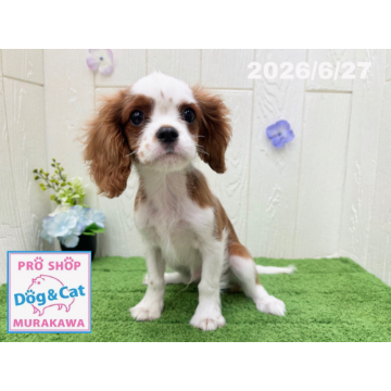 animal_image