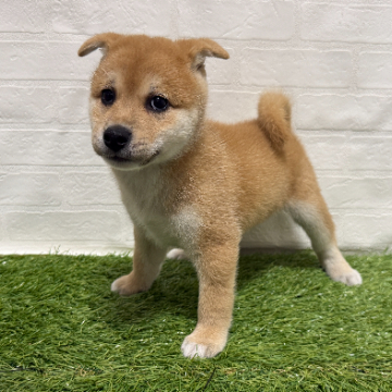 animal_image