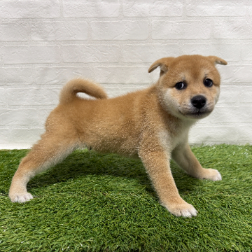 animal_image