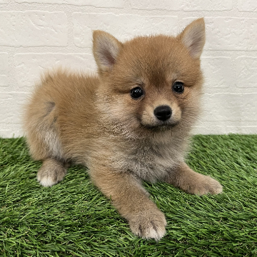 animal_image