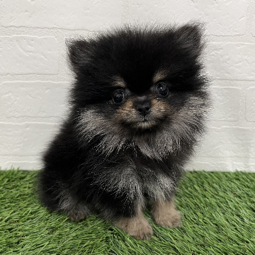 animal_image