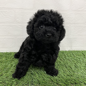 animal_image