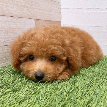 animal_image