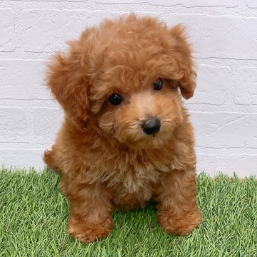animal_image