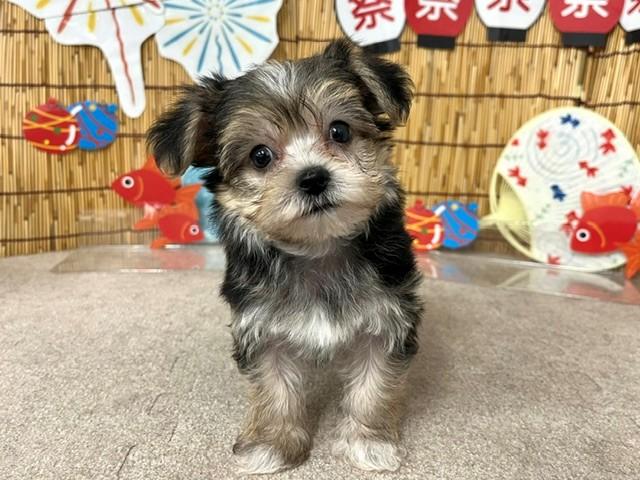 animal_image
