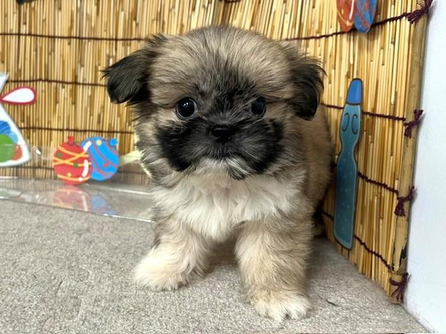 animal_image