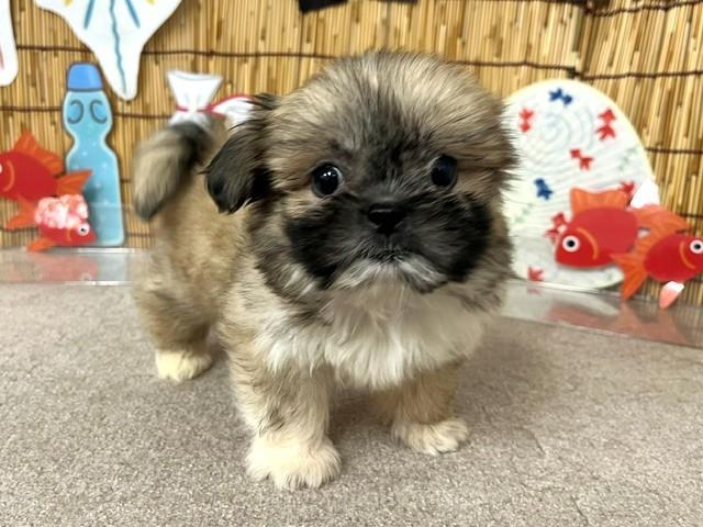animal_image