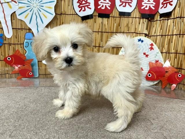 animal_image