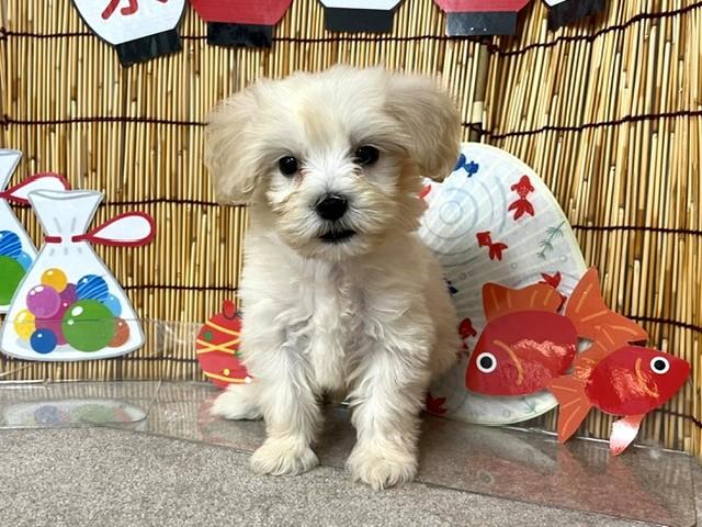 animal_image