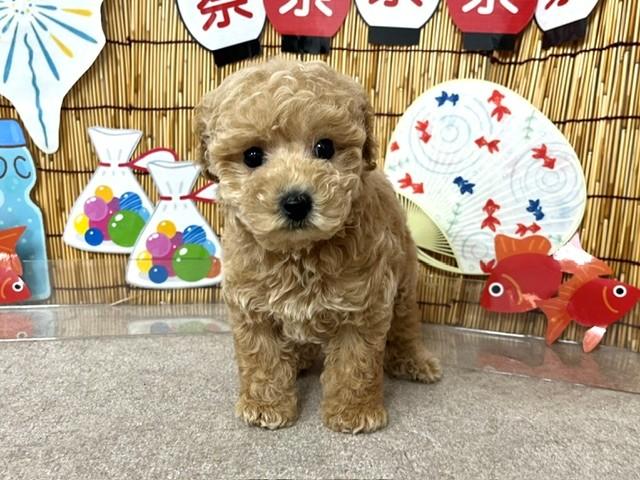 animal_image