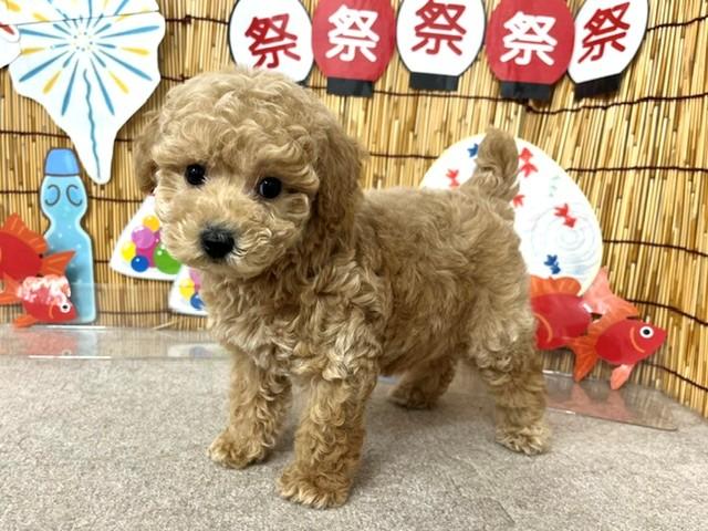 animal_image