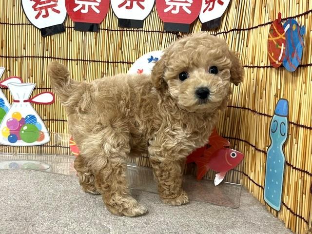 animal_image