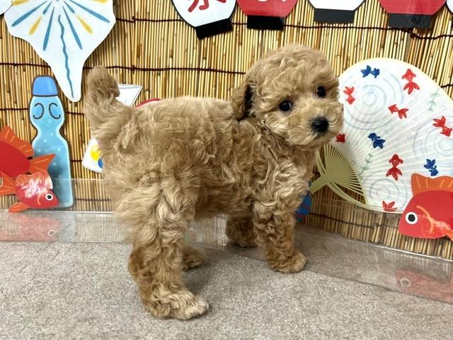 animal_image