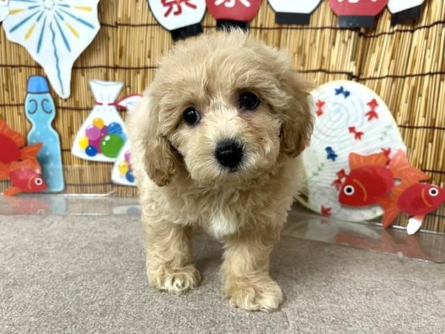 animal_image