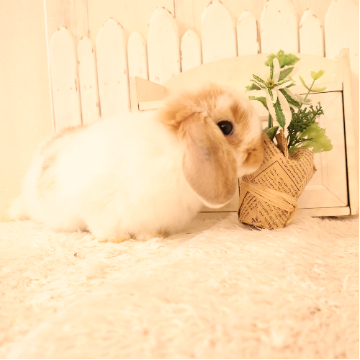 animal_image