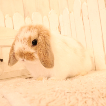 animal_image