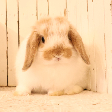 animal_image