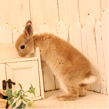 animal_image
