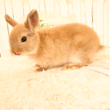 animal_image