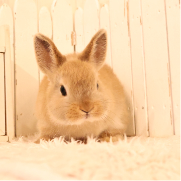 animal_image
