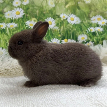 animal_image