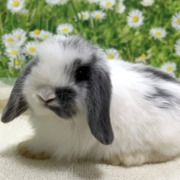 animal_image