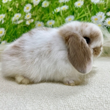 animal_image