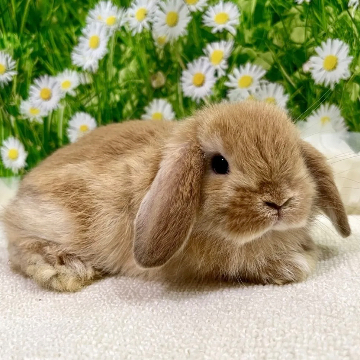 animal_image