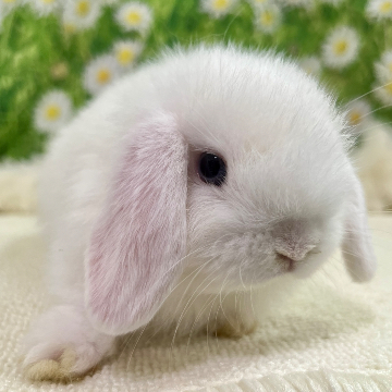 animal_image