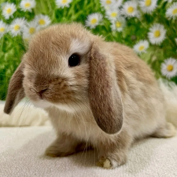 animal_image