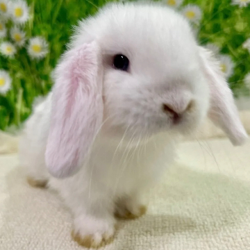animal_image