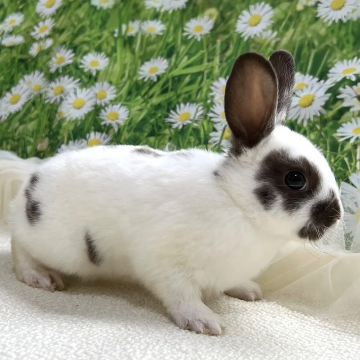 animal_image