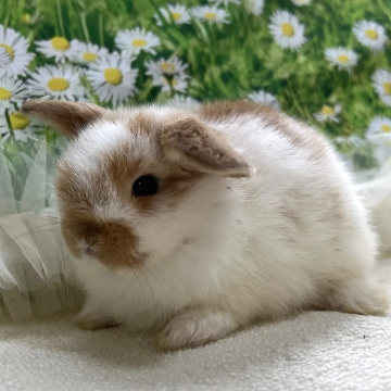 animal_image