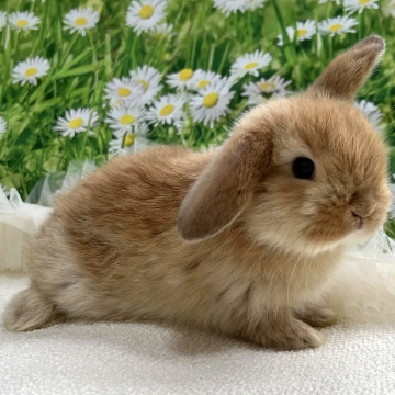 animal_image