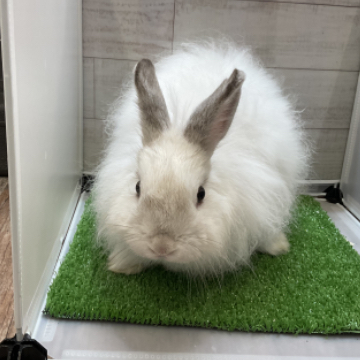 animal_image