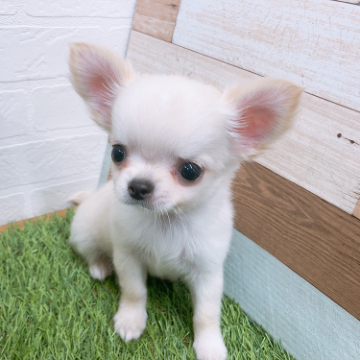 animal_image