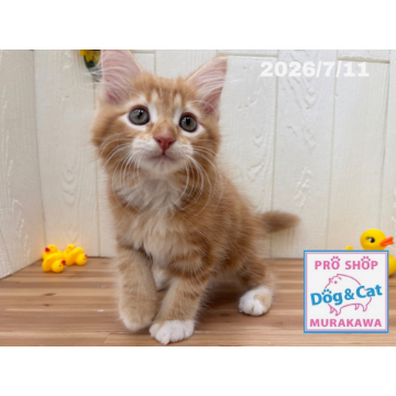 animal_image
