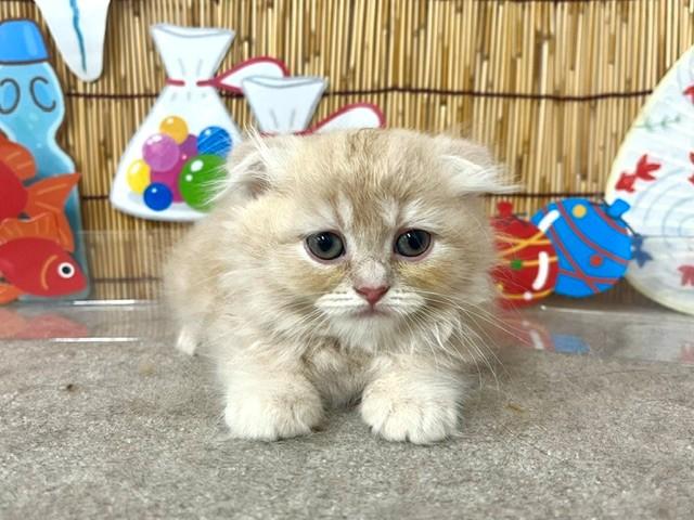 animal_image