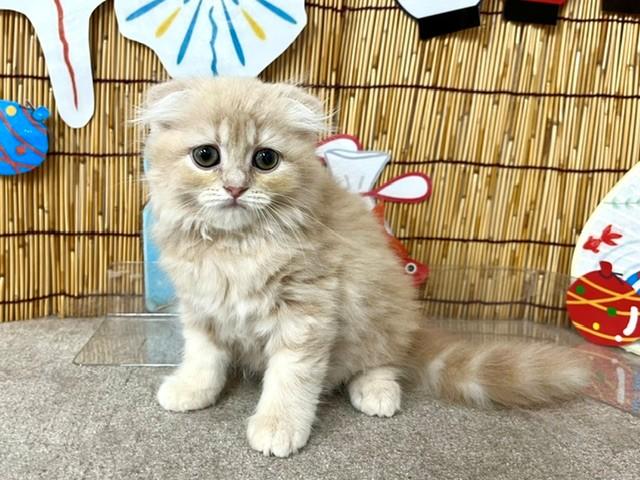 animal_image