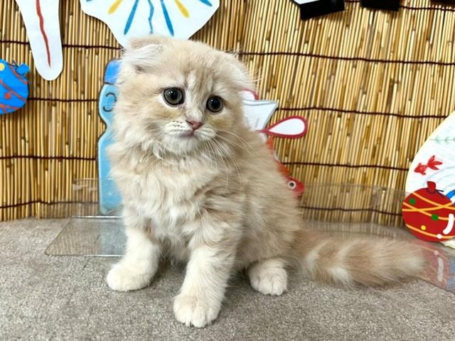 animal_image