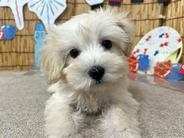 animal_image