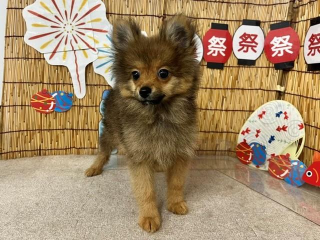 animal_image