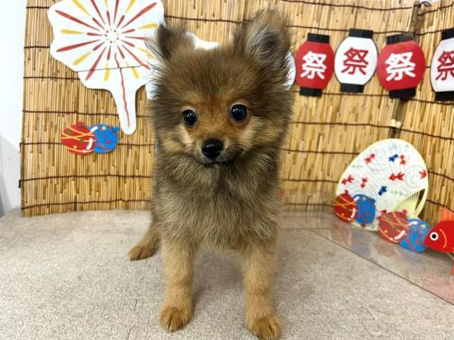 animal_image