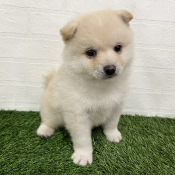 animal_image
