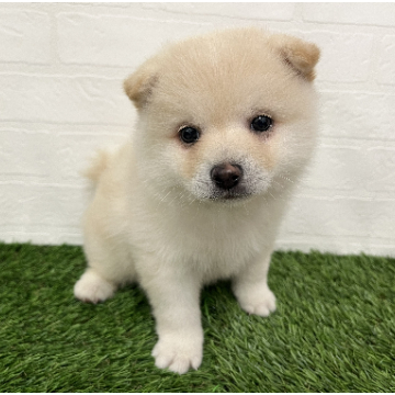 animal_image