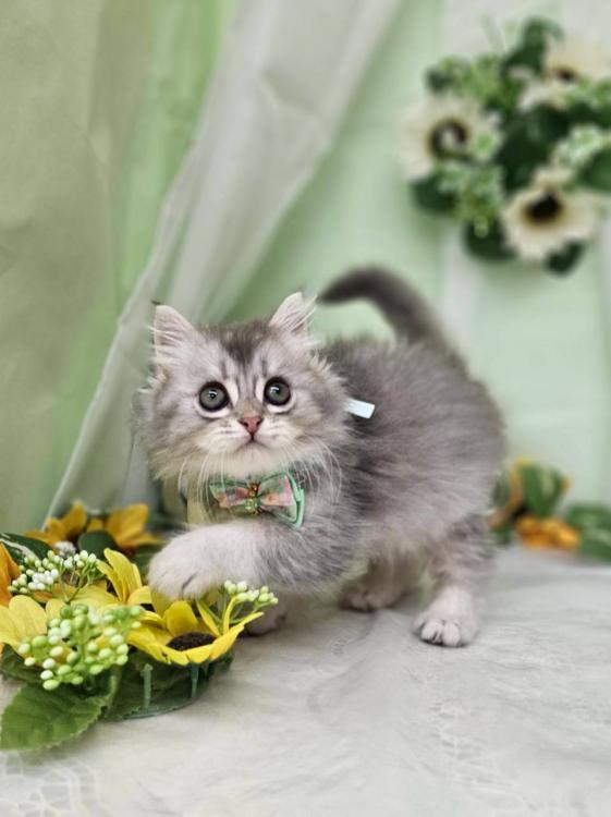 animal_image