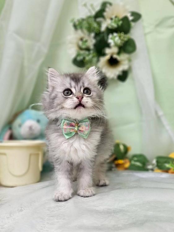 animal_image